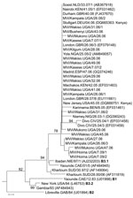 Thumbnail of Phylogenetic analysis of the relationship between sequences of 21 Ugandan measles virus isolates obtained during 2006–2009 and 22 other recently described clade B nucleoprotein (N) gene sequences, including the World Health Organization reference strains for the B clade (13). Boldface indicates different genotypes. Analyses are based on sequences of the 450 nt encoding the COOH-terminal 150 nt of the N gene. The unrooted neighbor-joining consensus tree was generated by bootstrap ana