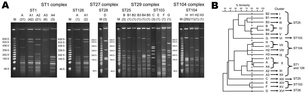 A) Pulsed-field gel electrophoresis profiles of 165 human isolates of Streptococcus suis serotype 2, after SmaI digestion. Numbers of isolates are indicated in parentheses below pulsotype numbers. B) Dendrogram generated from the pulsed-field gel electrophoresis profiles. ST, sequence type.