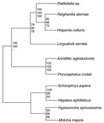 Thumbnail of Rectangular cladogram based on 18S rRNA gene sequences of 6 pentastomid species. The tree was rooted with 4 branchiura sequences as an outgroup. The numbers at nodes represent bootstrap values based on 100 replicates (neighbor joining/maximum likelihood/maximum parsimony). Both subgroups of the Pentastomida, the Cephalobaenida (Reighardia sternae, Hispania vulturis, and Raillietiella spp.) and the Porocephalidae (Porocephalus crotali and Armillifer agkistrodontis) are well supported