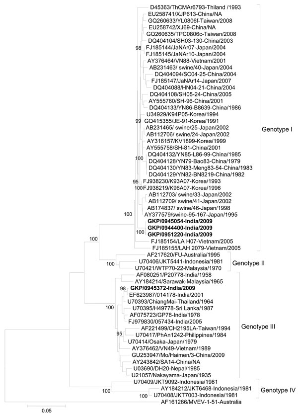 Phylogenetic tree constructed by using a 1,381-nt Japanese encephalitis virus (JEV) envelope sequence directly amplified from cerebrospinal fluid specimens collected during the acute phase of illness from hospitalized acute encephalitis syndrome patients, India, September–November 2009. Multiple sequence alignment and phylogenetic analysis were conducted by using ClustalW software (www.ebi.ac.uk/Tools/clustalw2/index.html) and MEGA version 4 (www.megasoftware.net). The phylogenetic tree was cons
