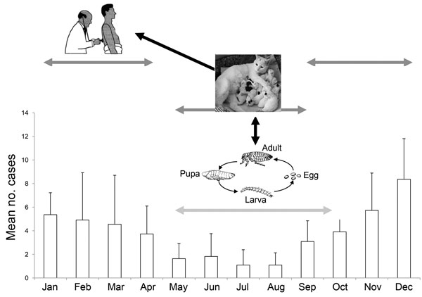 Explanation of cat scratch disease seasonality by seasonality of the birth of cats and the activity of their fleas, France, 1999–2009. Error bars indicate 95% confidence intervals.