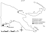Thumbnail of Location and species of bats collected for study of henipavirus and rubulavirus antibodies in pteropid bats, Papua New Guinea, June 2008.