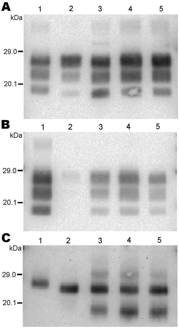 Western blot analysis of protease-resistant prion protein in 2 CH1641-like sheep isolates (06-017, lane 3; 06-287, lane 4) detected by Bar233 (A), P4 (B), and SAF84 (C) antibodies. These samples were compared with 2 sheep-passaged scrapie isolates (SSBP/1, lane 1; CH1641, lane 5) and an isolate from a sheep experimentally infected with classical spongiform encephalopathy (SB1, lane 2). Samples in panel C were deglycosylated with peptide N-glycosidase F before Western blot analysis.