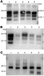 Thumbnail of Western blot analysis of protease-resistant prion protein in 2 goat isolates (CH636, lane 3; 08-357, lane 4) detected by Bar233 (A), P4 (B), and SAF84 (C) antibodies. These samples were compared with an isolate from a goat naturally infected with scrapie (lane 1); an isolate from a goat experimentally infected with classical BSE (CH41x76, lane 2); and a sheep-passaged scrapie isolate (CH1641, lane 5). Samples in panel C were deglycosylated with peptide N-glycosidase F before Western