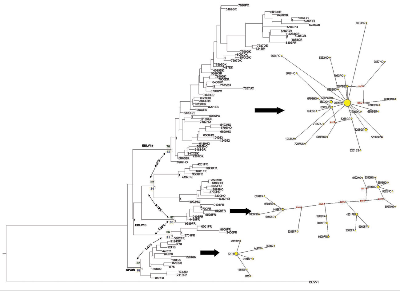European bat lyssavirus 1 (EBLV-1) phylogenetic reconstruction based on the first 400 bp of the nucleoprotein gene. The tree was obtained by Bayesian inference run for 107 generations; trees were sampled every 100 generations. The first 25% of trees were excluded from the analysis as burn-in. Black numbers indicate posterior probabilities. Bootstrap supports after 1,000 replicates for each node are also shown for maximum-parsimony (green numbers) and maximum-likelihood (blue numbers) analyses. N