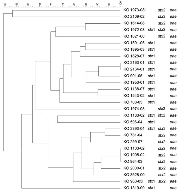 Dendrogram of Shiga toxin–producing Escherichia coli O26 strains isolated from human patients, Switzerland, 2000–2009. stx, Shiga toxin gene; eae, intimin gene. Scale bar indicates degree of similarity (%).