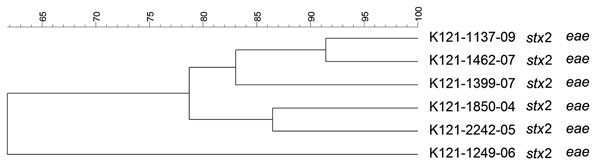 Dendrogram of Shiga toxin–producing Escherichia coli O121 strains isolated from human patients, Switzerland, 2000–2009 in Switzerland. stx, Shiga toxin gene; eae, intimin gene. Scale bar indicates degree of similarity (%).