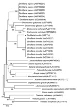 Thumbnail of Phylogeny of filarial nematodes based on cytochrome c oxidase subunit 1 (cox1) gene sequences. Thelazia spp. species were used as outgroup. Bootstrap confidence values (100 replicates) are shown at the nodes only for values &gt;50%. Solid diamond indicates nematode isolated in this study. Numbers in parentheses are GenBank accession numbers. Scale bar indicates nucleotide substitutions per site.