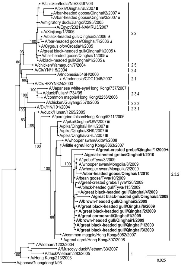 Bootstrapped (1,000×) maximum likelihood phylogenetic tree of hemagglutinin genes of avian influenza viruses (H5N1), People’s Republic of China, 2009–2010. Viruses isolated from the plateau pika near Qinghai Lake are indicated by squares; viruses isolated from wild birds in Qinghai Lake Region during 2005–2007 are indicated by triangles; 2009 Qinghai virus submitted to GenBank by the National Avian Influenza Virus Reference Laboratory (Harbin, China) is indicated by the star and in boldface; and