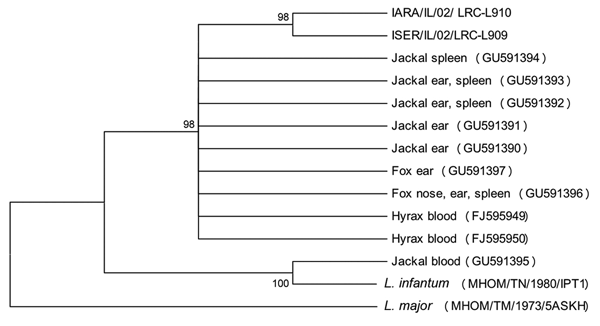 Neighbor-joining tree phylogram comparing internal transcribed spacer 1 (ITS1) Leishmania tropica DNA sequences from wild canids, Israel. The neighbor-joining tree constructed in MEGA version 3.0 (www.megasoftware.net) by the ITS1 HRM PCR sequences (222–239 nt) agrees with the maximum-likelihood algorithm. The tree shown is based on the Kimura 2-parameter model of nucleotide substitution. Bootstrap values are based on 1,000 replicates. The analysis provided tree topology only; the lengths of the