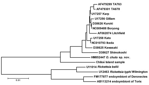 Evolutionary relationships of Chiloé Island sample compared with other isolates of Orientia tsutsugamushi, with O. chuto sp. nov. and with taxa from Rickettsia, determined by the method of neighbor joining (15). The tree is drawn to scale; scale bar indicates nucleotide substitutions per site. Numbers on branches represent percentage of 1,000 bootstrap replicates that include the enclosed clade. Entries on the tree are identified by GenBank accession number and isolate name.