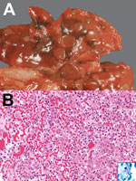 Thumbnail of Appearance of tissue from 3-year-old, neutered male, domestic ferret with Mycobacterium celatum infection. A) Gross appearance: multiple, round light brown foci over lungs. B) Histologic appearance, granulomatous pneumonia: alveoli filled with foamy macrophages, epithelioid cells, and a multinucleated giant cell; also mild interstitial infiltration with lymphocytes, plasma cells, and neutrophils. Hematoxylin and eosin staining, original magnification x200. Inset, slender, rod-shaped