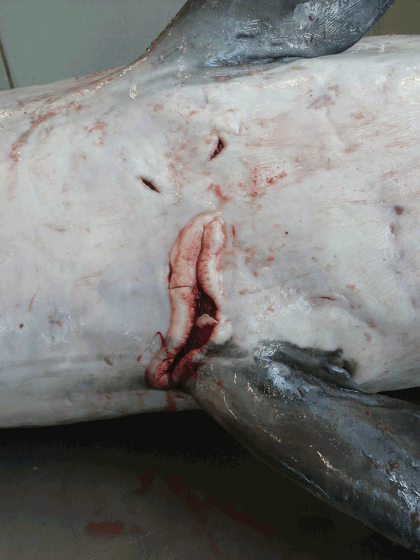 Longitudinal ulcer between flippers of a harbor porpoise (Phocoena phocoena) with Brucella ceti infection, Belgium, 2008.