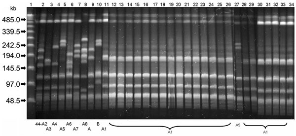 Pulsed-field gel electrophoresis (PFGE) patterns of SmaI-restricted chromosomal DNA of Streptococcus pyogenes emm44 strains. Lane 1, Bacteriophage Lambda ladder PFGE Marker (New England Biolabs Inc., Beverly, MA, USA); lanes 2–11, PFGE patterns 44-A2, 44-A3, 44-A4, 44-A5, 44-A6, 44-A7, 44-A8, 44-A, 44-B, and 44-A1 of emm44 unrelated control strains; lanes 12–26 and 28–34, 22 identical 44-A1 PFGE patterns shared by the tetracycline-resistant outbreak isolates; lane 27, PFGE pattern 44-A5 of the n