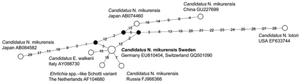 Phylogenetic network of 16s rRNA sequences (1,231 bp) from Candidatus Neoehrlichia mikurensis, southern Sweden, 2008. Black nodes indicate intermediate inferred sequences on the most parsimonious route between observed sequences. Numbers on branches represents mutations, numbered according to nucleotide position in the alignment. The sequence obtained in this study is shown in boldface and is identical with sequences from human patients in Germany (3) and Switzerland (2). The Japanese reference