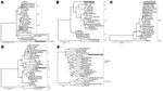 Thumbnail of Phylograms indicating genetic relationships of partial or complete nucleotide sequences of A) viral protein 1 (VP1) partial, B) VP2, C) VP4 partial, D) VP6, and E) VP7 of bat rotavirus strain Bat/KE4852/07 (boldface) from Kenya with representatives of known human and animal rotavirus genotypes. Posterior probability values are indicated at each branch node. Scale bars indicate nucleotide substitutions per site. GenBank accession numbers of all strains used are listed in the Technica