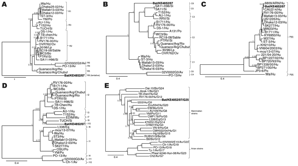 Phylograms indicating genetic relationships of partial or complete nucleotide sequences of A) viral protein 1 (VP1) partial, B) VP2, C) VP4 partial, D) VP6, and E) VP7 of bat rotavirus strain Bat/KE4852/07 (boldface) from Kenya with representatives of known human and animal rotavirus genotypes. Posterior probability values are indicated at each branch node. Scale bars indicate nucleotide substitutions per site. GenBank accession numbers of all strains used are listed in the Technical Appendix. G
