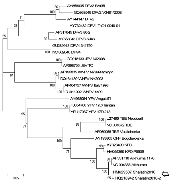 Phylogenetic tree based on sequences of the amplicon produced by the flavivirus nonstructural protein (NS) 5 gene reverse transcription–PCR (amplicon size, 208 bp; position in reference AF331718, nt 9077–9275), performed on the acute-phase serum samples of 2 travelers returning to Italy from Egypt (open arrow) showing relationship with other flaviviruses. Sequences are identified by name and GenBank accession number. Multiple alignment of other flavivirus sequences available in GenBank was gener