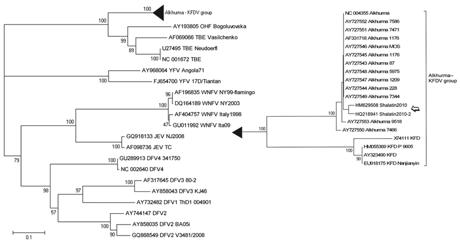 Phylogenetic tree based on the sequences of Alkhurma hemorrhagic fever virus E gene amplicon (amplicon size, 516 bp; position in reference AF331718, nt 1398–1913),obtained from acute-phase serum samples from a patient who had traveled to Egypt (open arrow) with respect to other flaviviruses. Sequences are identified by name and GenBank accession number. The phylogenetic tree was constructed by nucleotide alignment, the Kimura 2-parameter algorithm, and the neighbor-joining method implemented in