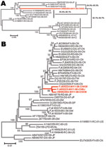 Thumbnail of Phylogenetic analysis of the canine distemper virus by comparison of the genome or gene of the monkey isolate with other canine distemper virus isolates. A) Full genome. B) H gene. FX, fox; CN, People’s Republic of China; RD, raccoon dog; DG, dog; TW, Taiwan; MKY, monkey; CNKM, Kunming, People’s Republic of China; CNBJ, Beijing, People’s Republic of China; JP, Japan; DM, Denmark; PDN, Lynx pardinus; SP, Spain; FT, ferret; US, United States; GM, Germany; BG, badger; LP, lesser panda;