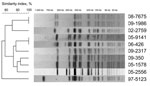 Thumbnail of XbaI pulsed-field gel electrophoresis (PFGE) profiles obtained from 10 Salmonella enterica serotype Typhi isolates belonging to subpopulation B. The dendrograms generated by BioNumerics version 3.5 software (Applied Maths, Sint-Martens-Latem, Belgium) show the results of cluster analysis on the basis of PFGE fingerprinting. Similarity analysis was performed by using the Dice coefficient, and clustering was done by using the unweighted pair-group method with arithmetic averages.