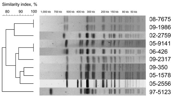 XbaI pulsed-field gel electrophoresis (PFGE) profiles obtained from 10 Salmonella enterica serotype Typhi isolates belonging to subpopulation B. The dendrograms generated by BioNumerics version 3.5 software (Applied Maths, Sint-Martens-Latem, Belgium) show the results of cluster analysis on the basis of PFGE fingerprinting. Similarity analysis was performed by using the Dice coefficient, and clustering was done by using the unweighted pair-group method with arithmetic averages.