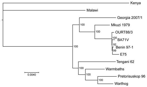 Comparison of the Georgia 2007/1 African swine fever virus (ASFV) isolate genome with those of other ASFV isolates. ASFV phylogeny midpoint was rooted in a neighbor-joining tree on the basis of 125 conserved open reading frame regions (40,810 aa) from 12 taxa. Node values show percentage bootstrap support (n = 1,000). The isolates shown and accession numbers are Kenya AY261360, Malawi Lil20/1 AY261361, Tengani AY261364, Warmbaths AY261365, Pretorisuskop AY261363, Warthog AY261366, Warmbaths AY26