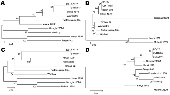 Phylogenetic trees of 4 of the most divergent African swine fever virus proteins. A) C-type lectin EP153R, B) A238L, C) CD2-like protein EP402R, D) structural protein K177R (P22). Evolutionary history was inferred by using the neighbor-joining method. The bootstrap consensus tree inferred from 1,000 replicates is taken to represent the evolutionary history of the proteins analyzed. Branches corresponding to partitions reproduced in &lt;50% bootstrap replicates are collapsed. The percentage of re