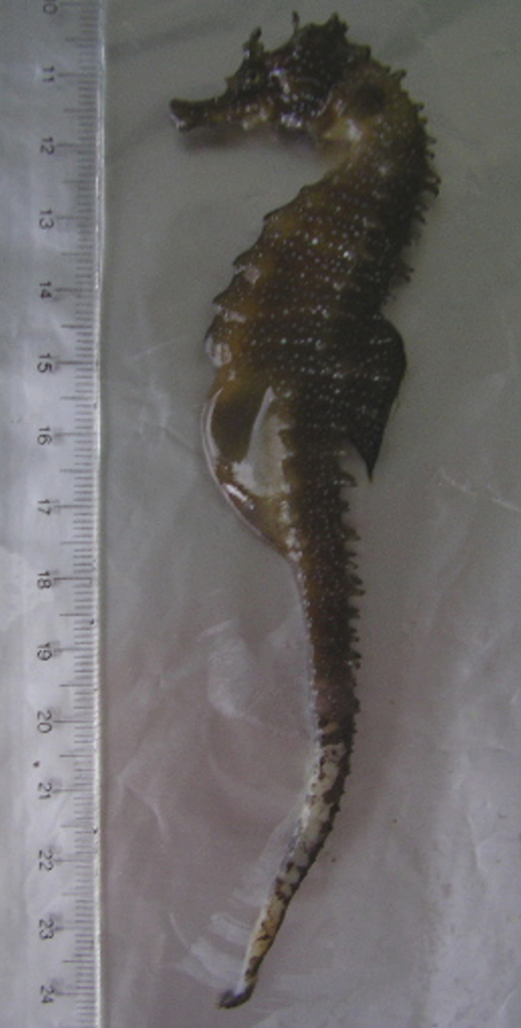 Necrotic tail lesions caused by Mycobacterium hippocampi sp. nov. in seahorse (Hippocampus guttulatus).