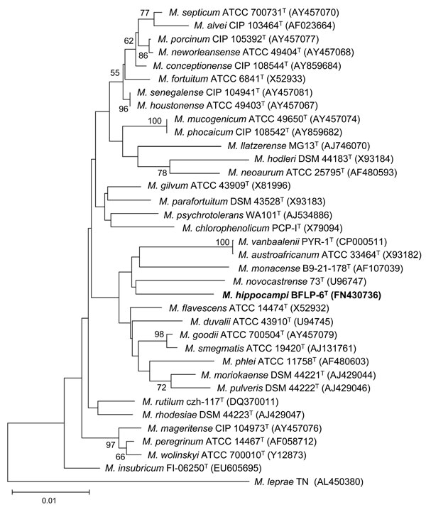 Neighbor-joining phylogenetic tree constructed from 16S rRNA gene sequences, showing the position of strain BFLP-6T (in boldface) among other Mycobacterium species. Numbers at node indicate bootstrap values (expressed as percentages of 1,000 replications); only values &gt;50% are given. Mycobacterium leprae TN was used as an outgroup. Scale bar indicates 0.01 substitutions per nucleotide position. GenBank accession numbers are in parentheses.
