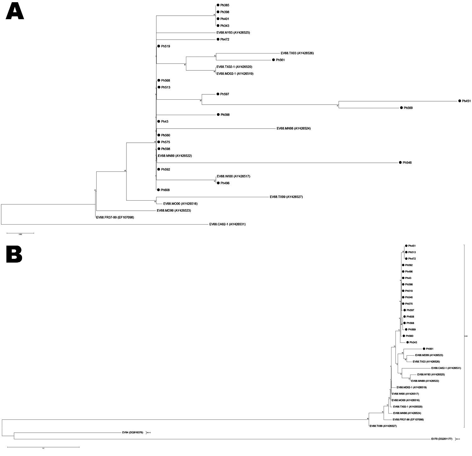 Phylogenetic trees of selected enterovirus (EV) 68 strains, based on the nucleotide sequence of 2 genomic regions: A) partial 5′ nontranslated region and B) partial viral protein 1. EV68 strains analyzed in this study are indicated by black circles. Phylogenetic analysis was performed by using nucleotide alignments and the neighbor-joining method, as implemented in MEGA software (www.megasoftware.net). Poliovirus 1, EV70, and EV94 sequences were used as outgroups. Scale bar indicates number of n