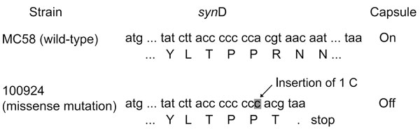 Genetic basis for the Neisseria meningitidis strain that cannot be placed in a known serogroup. A predicted slipped-strand mispairing occurred within synD, which encodes the serogroup B sialyltransferase. In wild-type N. meningitidis serogroup B (MC58), the synD polyC tract contains 7 C residues, and capsule is expressed. When an insertion (as in isolate 100924) of 1 C residue occurs, a result of local denaturation and mispairing followed by replication or repair, a premature stop codon is gener