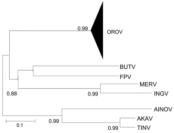 Phylogenetic analysis between Oropouche virus (OROV) (N gene: 693 nt) and homologue sequences of different viruses that belong to the Simbu group. AINOV, Aino virus; AKAV, Akabane virus; TINV, Tinaroo virus; BUTV, Buttonwillow virus; FPV, Facey’s Paddock virus; MERV, Mermet virus; INGV, Ingwavuma virus. The numbers above each main node correspond to bootstrap values for phylogenetic groups. Scale bar indicates 10% genetic divergence.