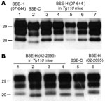 Thumbnail of Western blot analyses of brain protease-resistant prion protein (PrPres) from BSE-H infected mice by using Sha31 monoclonal antibody. A) Mice infected with isolate 07-644 at first passage (lanes 3–7) showing a homogeneous high-type (H-type) PrPres molecular profile; BSE-H isolate 07-644 (lane 1) and a BSE-C isolate (lane 2) were included for comparison. B) Mice infected with isolate 02-2695 at first passage showing either H-type (lanes 1 and 3) or classical BSE–like (C-like) PrPres