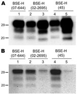 Thumbnail of Comparative Western blot analyses with Sha31 and 12B2 monoclonal antibodies (mAbs) of brain protease-resistant prion protein (PrPres) from BSE-H–infected mice. Mice infected with isolate 07-644 (lane 1), 02-2695 (lanes 2 and 3), or 45 (lanes 4 and 5) at first passage showing either high-type (lanes 1, 2, and 4) or classical BSE–like PrPres molecular profile (lanes 3 and 5). Panel A was shown with Sha31 mAb; panel B was shown with 12B2 mAb. The same quantities of PrPres were loaded i