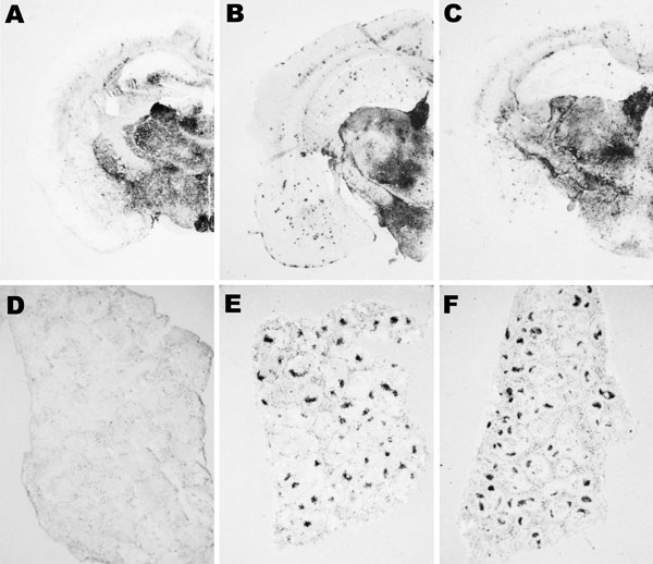 Abnormal isoform of host-encoded prion protein (PrPSc) deposition patterns in brain and spleen from Tg110 mice infected with BSE-H. A–C) Paraffin-embedded tissue (PET) blots of representative coronal sections at the level of the hippocampus from Tg110 mice infected with atypical BSE-H (isolate 02-2695, first passage) showing either high-type (A) or classical-type protease-resistant prion protein (PrPres) phenotype (B). PET blot from Tg110 mice infected with BSE-C (C) is included for comparison.