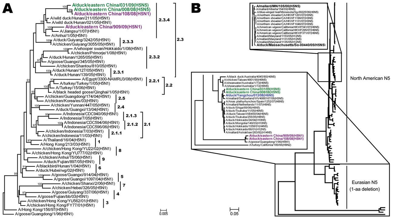 Phylogenetic trees of hemagglutinin (A) and neuraminidase (B) genes of novel avian influenza (H5N5) viruses isolated from domestic ducks in the People’s Republic of China, December 2008–January 2009, with reference sequences. Green, A/duck/eastern China/008/2008 (H5N5) and A/duck/eastern China/031/2009 (H5N5); purple, A/duck/eastern China/108/2008 (H5N1) and A/duck/eastern China/909/2009 (H5N1); blue, A/duck/Yangzhou/013/2008 (H6N5); boldface, other H5N5 influenza viruses available from GenBank.