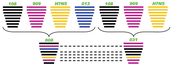 Putative genomic compositions of the novel avian influenza (H5N5) viruses isolated from domestic ducks in the People’s Republic of China, December 2008–January 2009, with their possible donors. The 8 gene segments (from top to bottom) in each virus are polymerase basic protein 2, polymerase basic protein 1, polymerase acidic protein, hemagglutinin (HA), nucleocapsid protein, neuraminidase, matrix protein, and nonstructural protein. Each color indicates a separate virus background. Dashed lines i