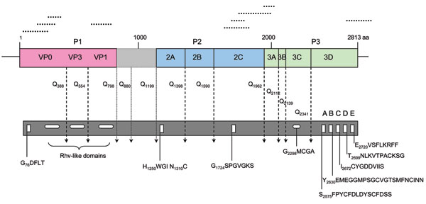 Predicted turkey hepatitis virus (THV) genome organization based on sequence comparison to known picornaviruses. Dotted lines above the genome depict the location of the original sequences obtained by high-throughput sequence analysis. Conserved picornaviral motifs and predicted potential cleavage sites along the coding region are indicated in the bar below.
