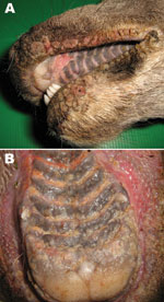 Thumbnail of Papular stomatitis in a red deer. A) Proliferative lesions on the lips; B) erosions, vesicles, and ulcers in the mouth.