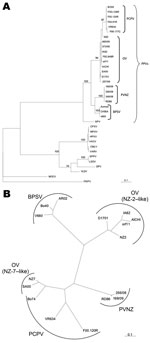 Thumbnail of A) Phylogenetic tree of chordopox virus (Table) calculated from the deduced amino acid sequences of the major envelop protein gene. Chordopox virus sequences were edited to correspond to the amino acid sequences of parapoxviruses and aligned by using ClustalW (www.ebi.ac.uk/clustalw). Analyses were performed by using PHYLIP version 3.69 (distributed by J. Felsenstein, University of Washington, Seattle, WA, USA) and the maximum-likelihood method. Numbers on the nodes show the percent