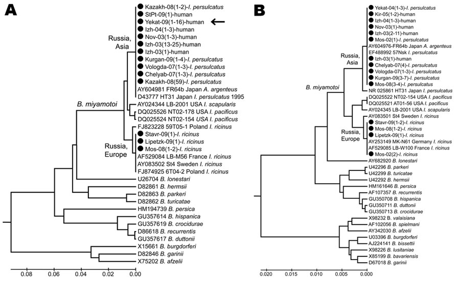 Phylogenetic tree of Borrelia spp. detected in persons and ticks, based on flagellin gene fragment (A) and16S rRNA gene fragment (B). Sequences were aligned and analyzed by using MEGA4.1 software (www.megasoftware.net). Genetic trees were constructed from the partial nucleotide sequences of the flagellin gene and the 16S rRNA gene by using the Kimura 2-parameter model and the unweighted pair group method with arithmetic mean. Arrow indicates the 16 Borrelia spp. from Yekaterinburg in 2009 that h