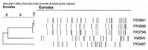 Genomic analysis of Bordetella petrii isolates chromosomal DNA profiles obtained after digestion with XbaI. Identity of the isolates is indicated.