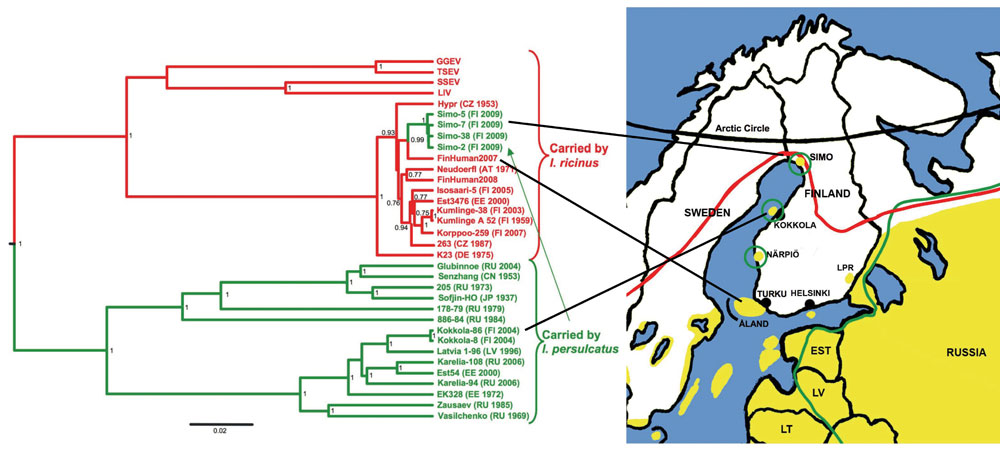 A. Phylogenetic tree of partial E (1172-nt) gene sequences, shwoing Ixodes ricinus–transmitted strains (red) and I. persulcatus–transmitted strains (green). The tree was reconstructed by the Bayesian Markov chain Monte Carlo method in BEAST (http://beast.bio.ed.ac.uk). Maximum clade credibility tree with an arbitrary root is shown with mean branch lengths, and Bayesian posterior probabilities are given at nodes when &gt;0.7. Country of origin and isolation year are indicated. Four strains from S