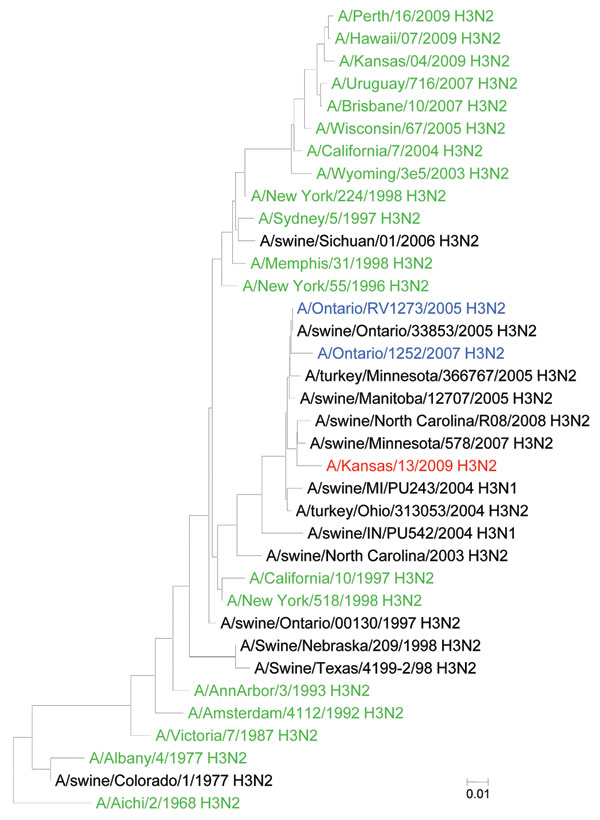 Figure. Phylogenetic tree of the hemagglutinin (HA) gene segment of influenza A (H3) viruses created by using the neighbor-joining method, nucleotide model of Kimura-2 parameters, in MEGA version 4 (10). In addition, a subset of H3 HA gene sequences available in the public domain was included in the analyses for comparison. Red, A/Kansas/13/2009 (H3N2); green, human (H3N2) viruses; black, animal (H3N2) viruses; blue, human cases of swine (H3N2) viruses.