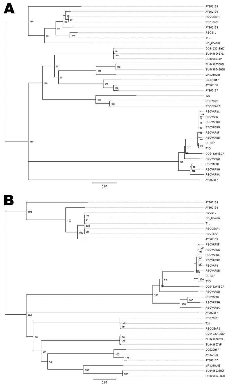 Phylogenetic trees of the small segment 1 of reoviruses. A) Nucleotide sequences; B) amino acid sequences. Scale bars indicate nucleotide (A) and amino acid (B) substitutions per site.