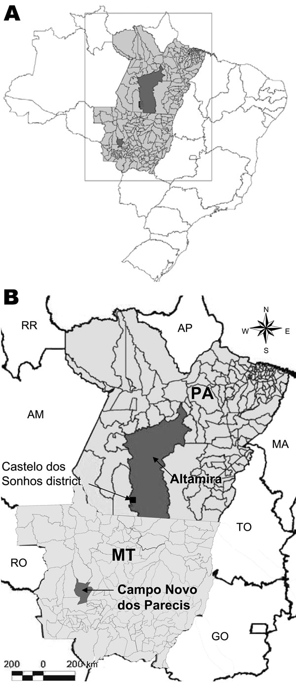Location of Mato Grosso State, Brazil, showing the municipality of Campo Novo do Parecis where pygmy rice rats (Oligoryzomys utiaritensis) were found infected with Castelo dos Sonhos virus and the Castelo dos Sonhos district in the municipality of Altamira, Pará State, both locations where hantavirus pulmonary syndrome cases caused by Castelo dos Sonhos virus have been frequently found. MT, Mato Grosso State; PA, Pará State; AP, Amapá State; AM, Amazonas State; MA, Maranhão State; TO, Tocantins