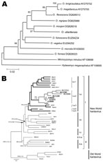 Thumbnail of A) Phylogenetic tree constructed by using the neighbor-joining method for characterization of pygmy rice rats by using the cytochrome b DNA. Scale bar indicates nucleotide sequence divergence among the rodent species sequences. B) Phylogenetic tree using the maximum-likelihood (ML) and Bayesian methods based on partial nucleotide sequences of N gene obtained from pygmy rice rats captured in Campo Novo do Parecis, Mato Grosso State, Brazilian Amazon (New World major group, Group I, C