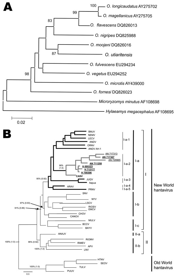 A) Phylogenetic tree constructed by using the neighbor-joining method for characterization of pygmy rice rats by using the cytochrome b DNA. Scale bar indicates nucleotide sequence divergence among the rodent species sequences. B) Phylogenetic tree using the maximum-likelihood (ML) and Bayesian methods based on partial nucleotide sequences of N gene obtained from pygmy rice rats captured in Campo Novo do Parecis, Mato Grosso State, Brazilian Amazon (New World major group, Group I, Clade Ia, Subc