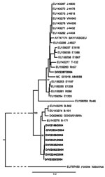 Thumbnail of Neighbor-joining phylogeny of Aichi virus (AiV) viral protein 1 gene of strains from study of AiV in patients with acute diarrhea (boldface), Germany, compared with strains from GenBank. The tree was generated by using MEGA4 (www.megasoftware.net) using the maximum-composite likelihood nucleotide substitution model and complete deletion option. Porcine kobuvirus was used as an outgroup (branch truncated as indicated by slashed lines). Bootstrap values from 1,000 reiterations are dep